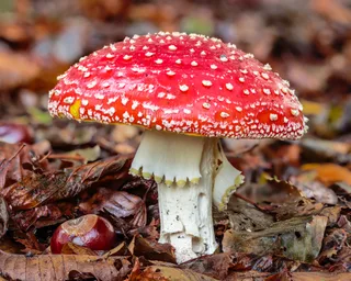 Fly agaric Reference photo