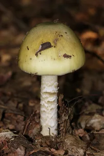 Deathcap Reference photo