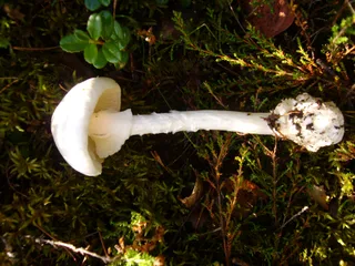 Destroying angel Reference photo