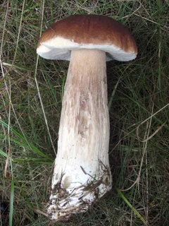 Cep Reference photo