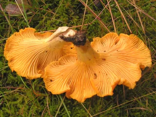 Chanterelle Reference photo