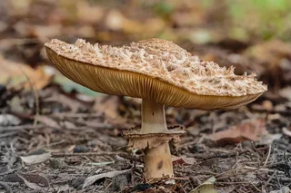Shaggy parasol Reference photo