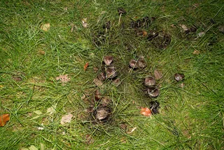 Common inkcap Reference photo