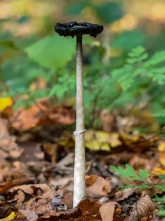 Shaggy inkcap Reference photo