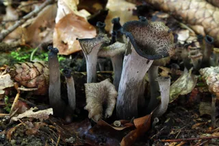 Horn of plenty Reference photo