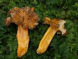 Golden chanterelle Reference photo