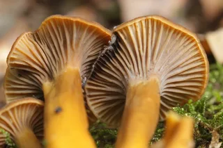 Trumpet chanterelle Reference photo