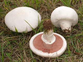 Field mushroom Reference photo