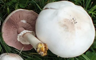 Yellow stainer Reference photo