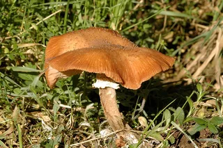 Northern honey fungus Reference photo