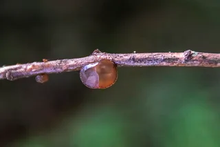 Jelly ear Reference photo