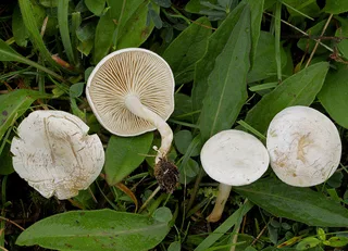 Fool's funnel Reference photo