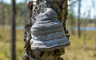 Tinder fungus Reference photo