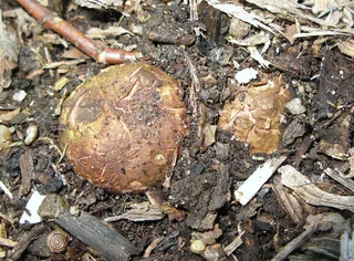 Sessile earthstar Reference photo