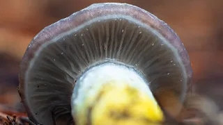 Slimy spike Reference photo