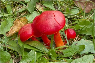 Scarlet waxcap Reference photo