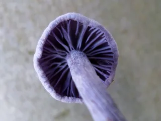 Amethyst deceiver Reference photo
