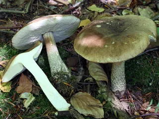 Brown birch bolete Reference photo