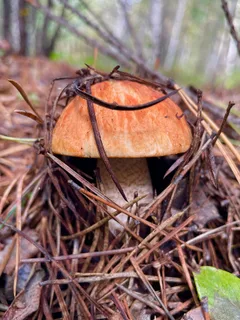 Orange birch bolete Reference photo