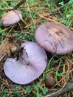 Wood blewit Reference photo
