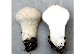 Common puffball Reference photo