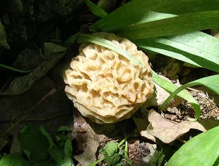 Morel Reference photo