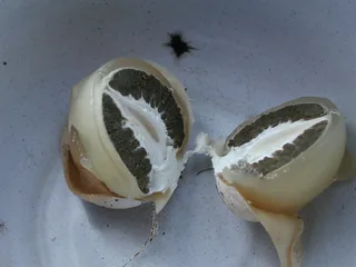 Common stinkhorn Reference photo