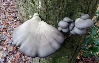 Oyster mushroom Reference photo