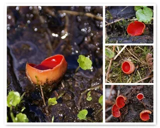 Scarlet elfcup Reference photo