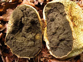 Common earthball Reference photo
