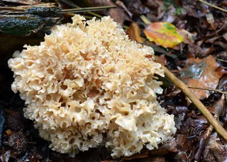 Cauliflower fungus Reference photo