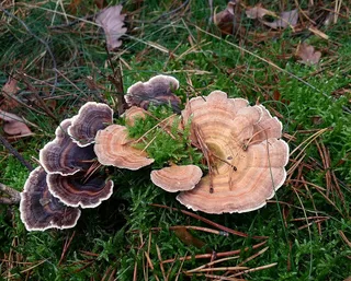 Turkeytail Reference photo