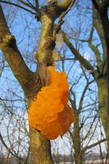 Yellow brain Reference photo