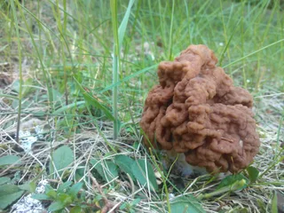 False morel Reference photo