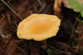 False chanterelle Reference photo