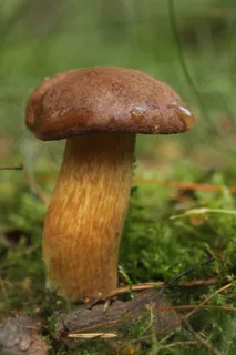 Bay bolete Reference photo