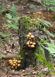 Sheathed woodtuft Reference photo
