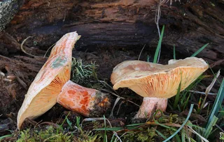 Saffron milk cap Reference photo