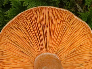 False saffron milkcap Reference photo