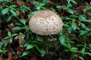Parasol mushroom Reference photo