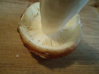 Tall russula Reference photo