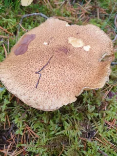 Velvet bolete Reference photo