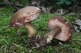 Bitter bolete Reference photo